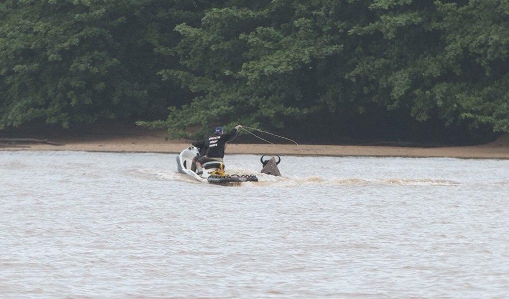 Hawaiian Cowboys on Jetskis rescuing Buffalo in Hanalei storm
